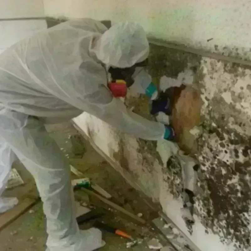 Mold Remediation and Removal in Richland, MS